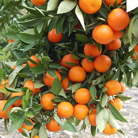 Konukevi Carparis Protaras
